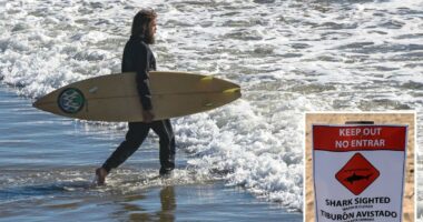 Warmer waters to make for a âsharky summerâ at SoCal beaches â with two hot spots